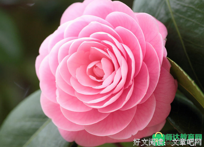 《送如生家张婉霞的也觉日一句》的句子