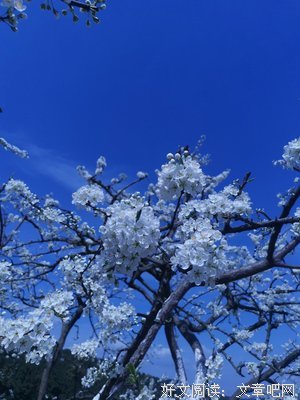 阿狸呓语