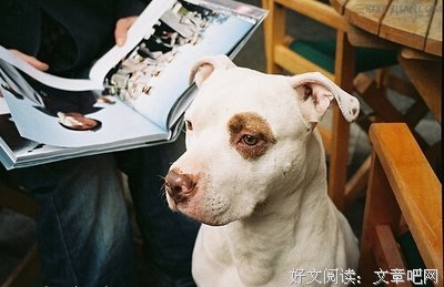 最经典的《四种爱》语录摘抄