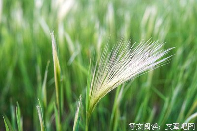 《我是一棵小草》好看吗？经典观后感锦集