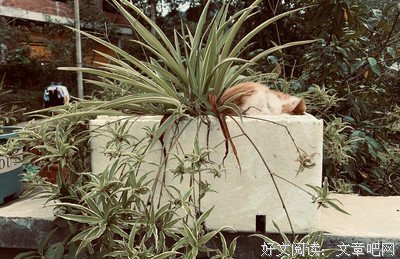 关于酒醉还来花下眠的句子