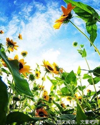 桃花经典的句子