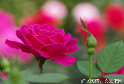 一朵花开的时间句子大全