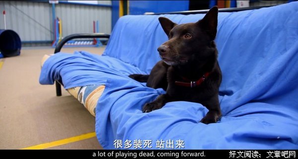 《红犬历险记》的影评大全
