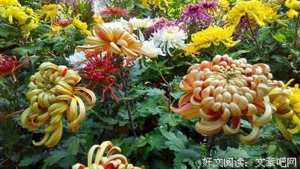 风拂绿草的优美句子