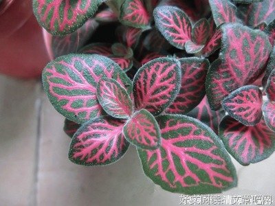 将起多光经典的句子
