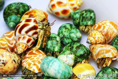 《寄居者》经典句子