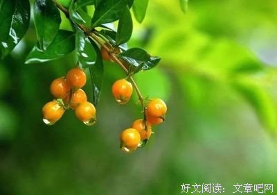 随笔心雨经典名句