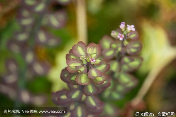 最经典的白烛葵的名言