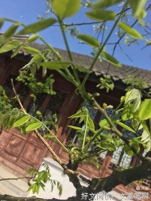 《汉家儿郎冠军侯：霍去病》读后感锦集