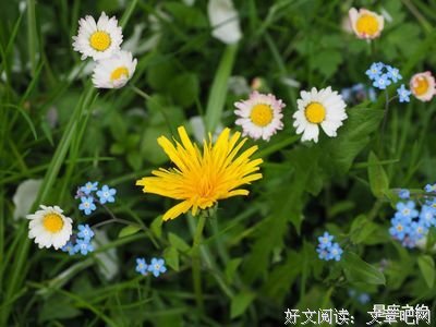 《人生所有的机遇，都在你全力以赴的路上》读后感锦集