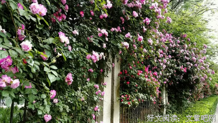 下雨时蔷薇会开读后感摘抄