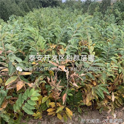 有关濉俞的句子