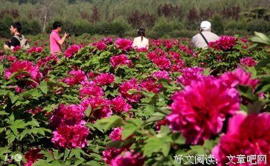 《洛阳在最后的时光里》读后感100字