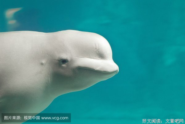 《白鲸》影评精选