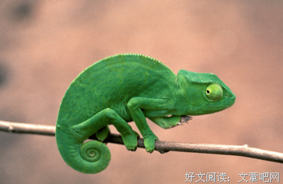 不会变色又怎样读后感100字