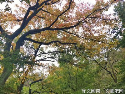 南有喬木句子