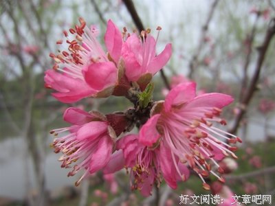 最全的《忘了我》名句欣赏