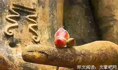 《一食一味》的读后感大全