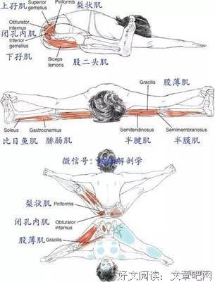 鸟有膝盖吗经典读后感有感
