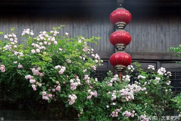 心中有暖意，人生有花香