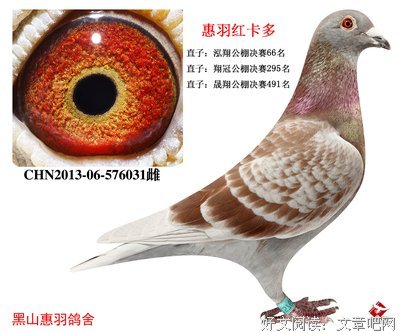 卡多得卡经典名句