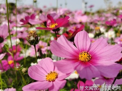 关于张爱铃的优美句子