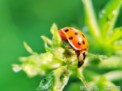 最新的《昆虫记》佳句摘抄