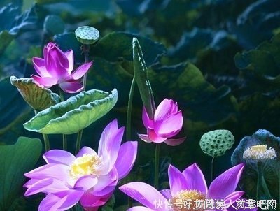 关于不屑一顾的语句