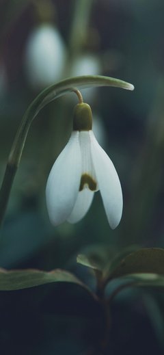 《雪滴花》观后感100字