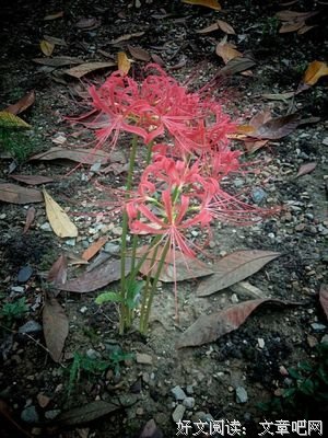最新的《植物记》经典的句子大全
