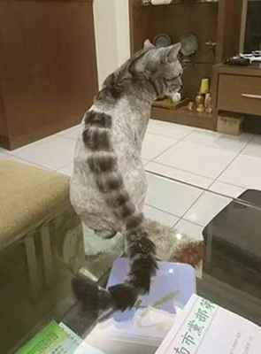 《龙猫的肚子为什么软绵绵》的读后感大全