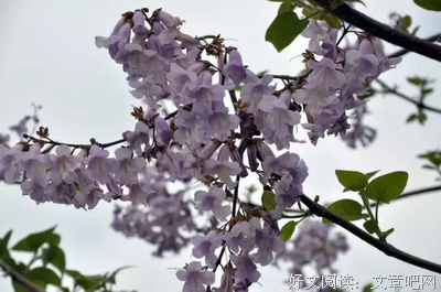 《牵牛花开的日子》好看吗？经典观后感锦集