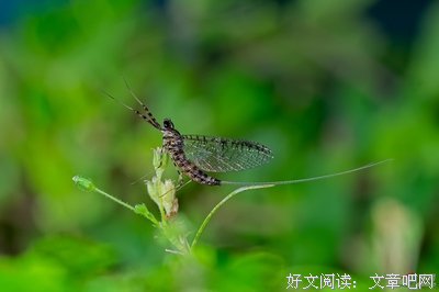 蜉蝣句子