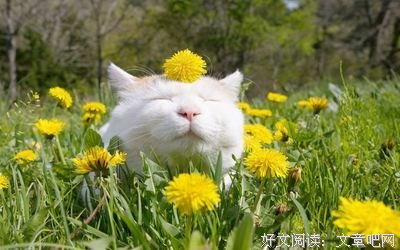 《治愈系》经典的句子