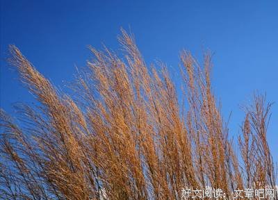 《且听风吟》读后感摘抄