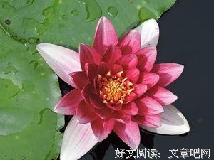 《耕种 食物 爱情》的读后感大全