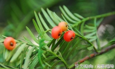落叶寻花句子