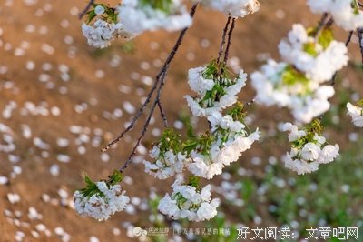 最新的《猫之茗》经典语句