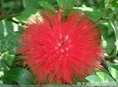 《至高忠诚》的读后感大全