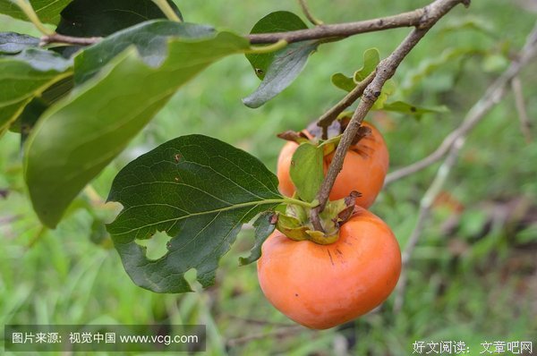 《甜蜜的季节》好看吗？经典影评锦集