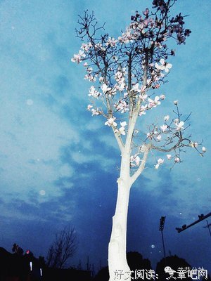 《来生愿可么觉一棵树、》的句子