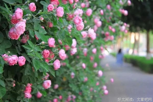 愿岁月静好，你我无恙