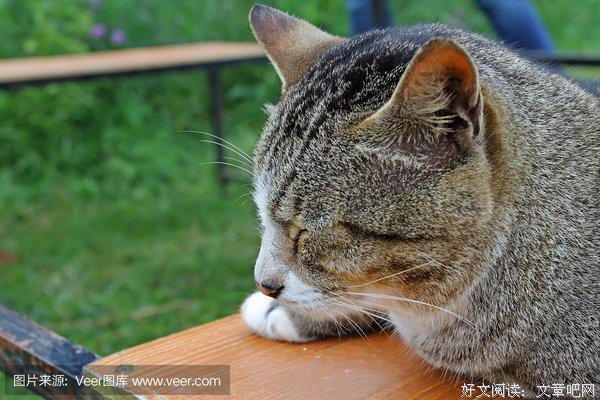 特别的猫经典读后感有感