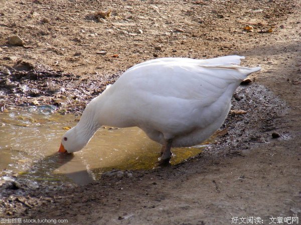 鹅的生日经典读后感有感