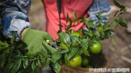 《橘子不是唯一的水果》经典读后感有感