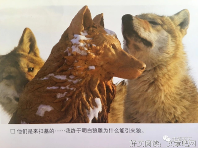 重返狼群经典的句子