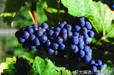我所珍视的你们。句子