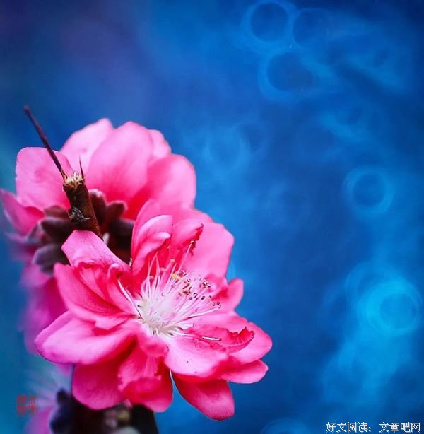 心若宁静，哪里都是桃花源