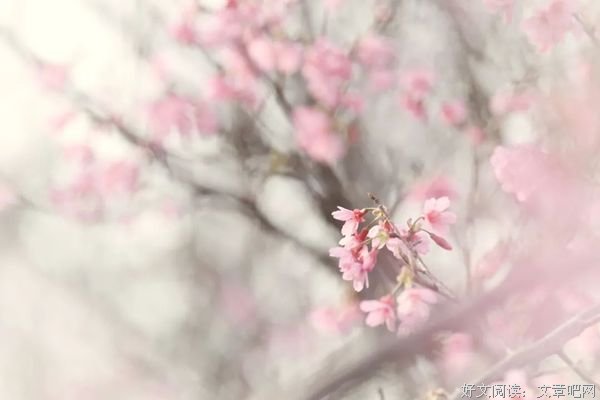 春暖花开，为你而来